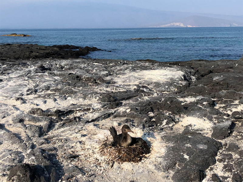 CORMORANT 8 DAYS SOUTH CENTRAL GALAPAGOS ITINERARY