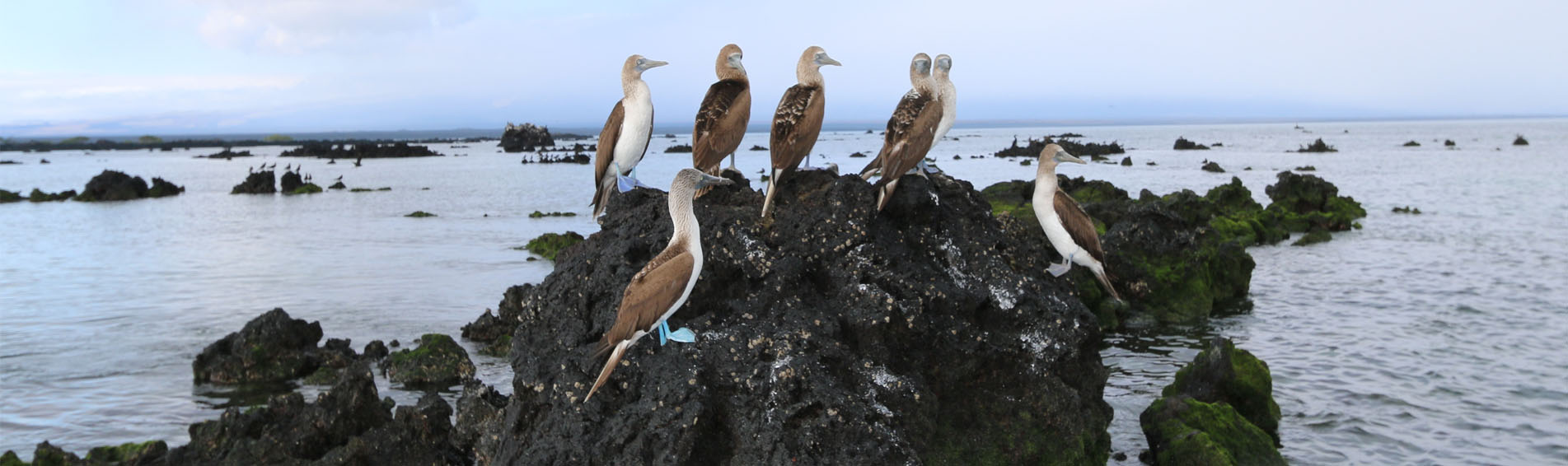 MV PASSION 5 DAYS GALAPAGOS ISLANDS CRUISE ITINERARY slider