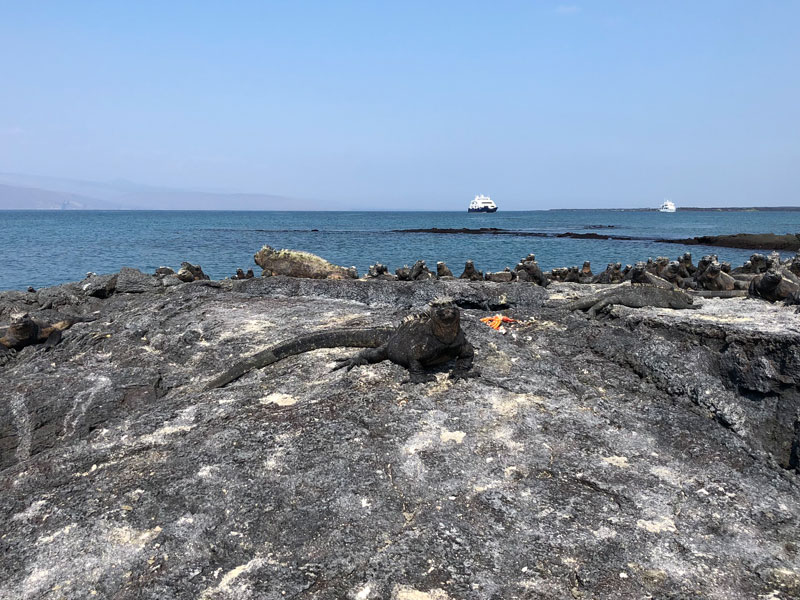CELEBRITY FLORA GALAPAGOS CRUISE DEALS 2021 7 Night Inner Loop CELEBRITY FLORA GALAPAGOS CRUISE DEALS 2021 7 Night Inner Loop cruise deal