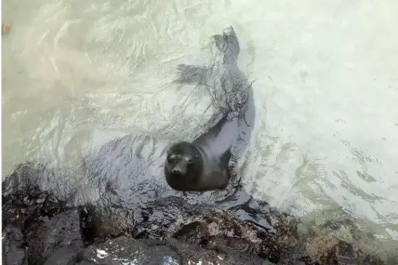 GALAPAGOS Seal Isabela Island