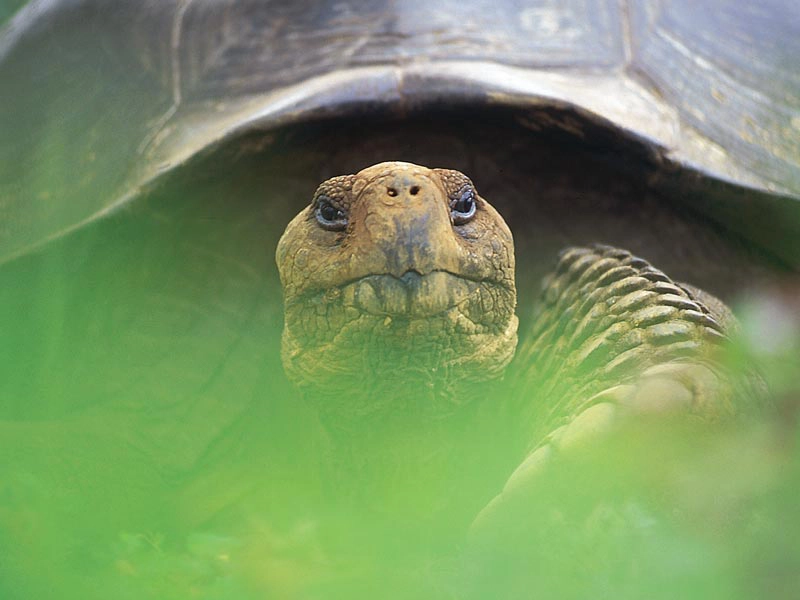 GALAPAGOS CRUISES FOR 2025 2026 2027 Trips & Vacations