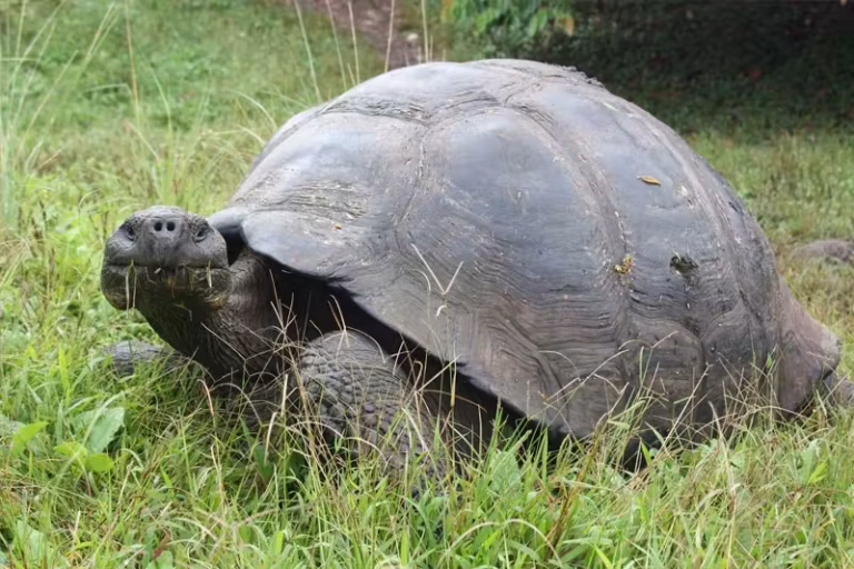 Giant Tortoise NEMO II
