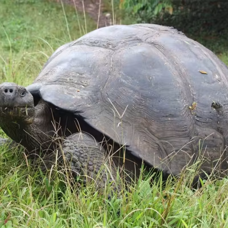 Giant Tortoise NEMO II