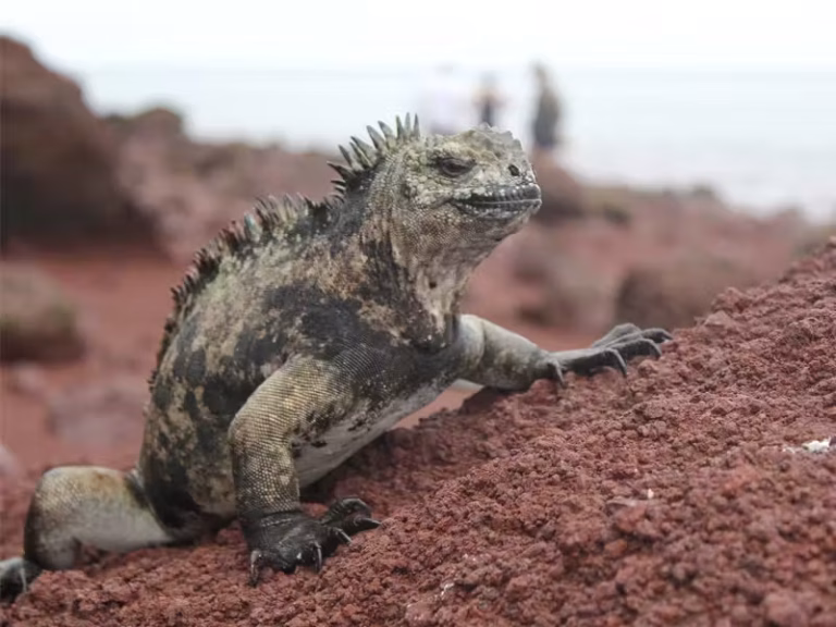 MARINE IGUANA Nemo II red rock sand