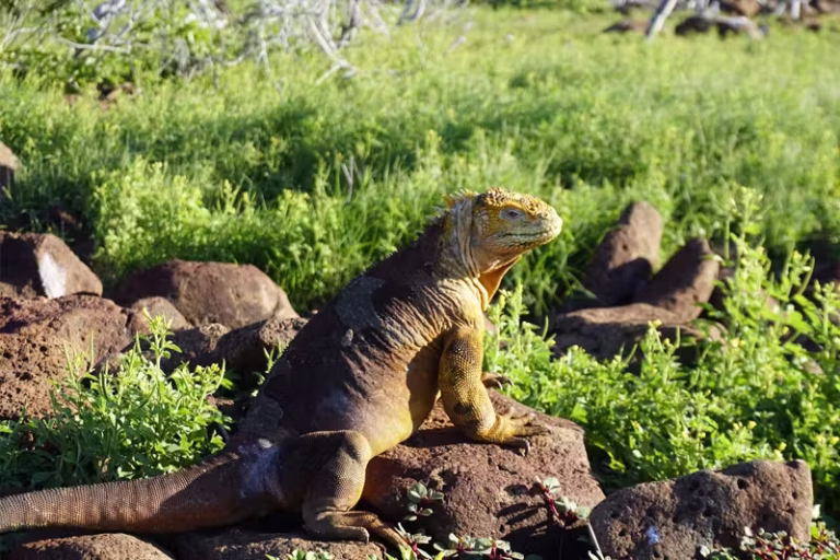 NEMO II iguana on rock