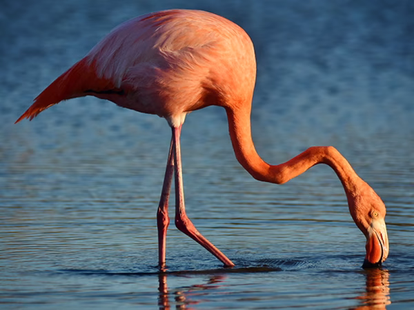American-Flamingo-Galapagos-Islands