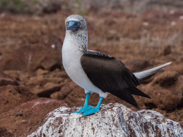 Blue-footed-Booby-Galapagos-Islands