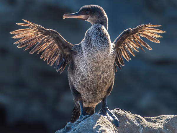 Flightless-Comorant-Galapagos-Islands