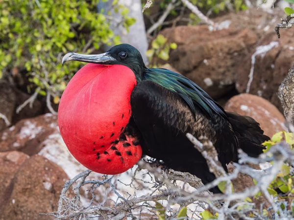 Frigatebirds-Great-and-Magnificent-Galapagos-Islands