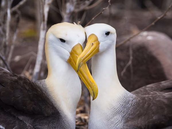 Galapagos-Albatross-5