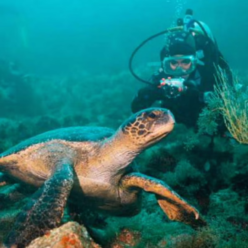 Galapagos-El-Arenal-sea-turtle-Aqua