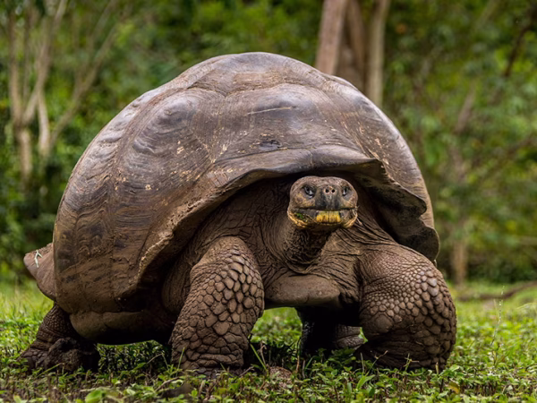 Galapagos-Giant-Tortoise-4