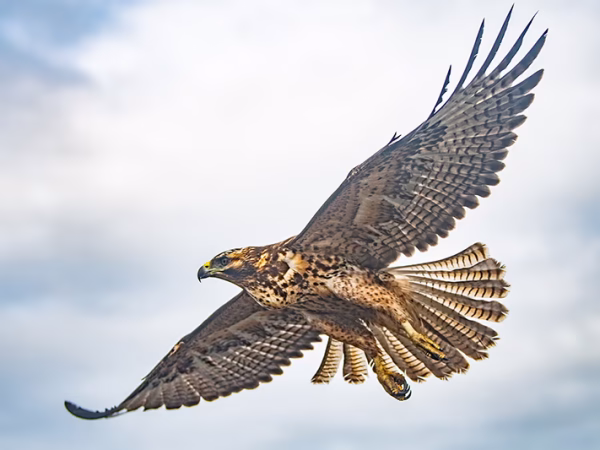 Galapagos-Hawk-5