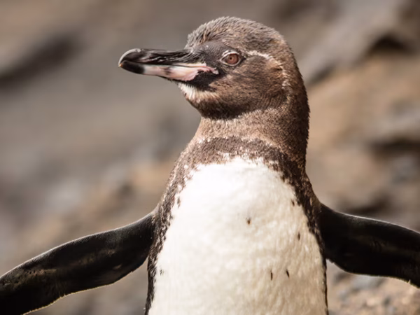 Galapagos-Penguin-2