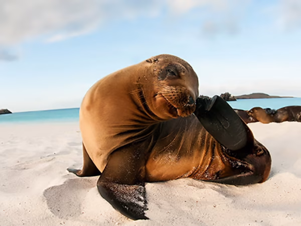 Galapagos-Sea-Lion-Galapagos-Islands