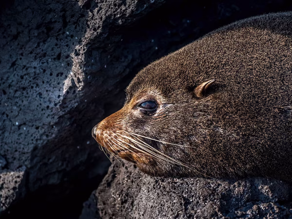 Galapagos-fur-seal-4