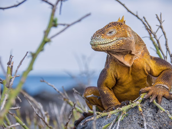 Land-Iguana-Galapagos-Islands