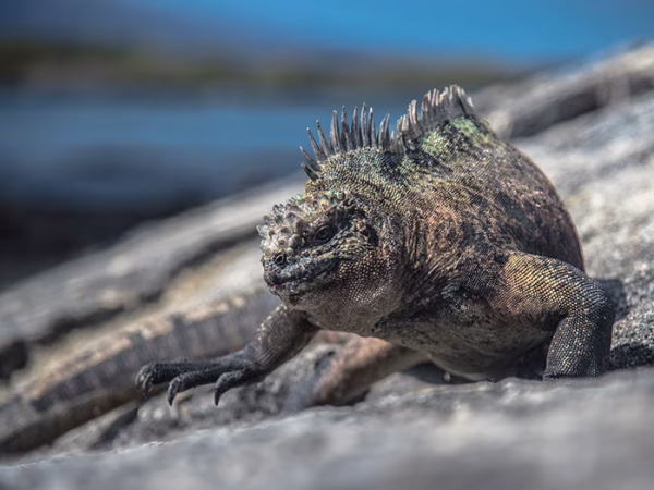 Marine-Iguana-Galapagos-Islands