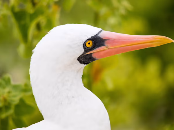 Nazca-Booby-Galapagos-Islands