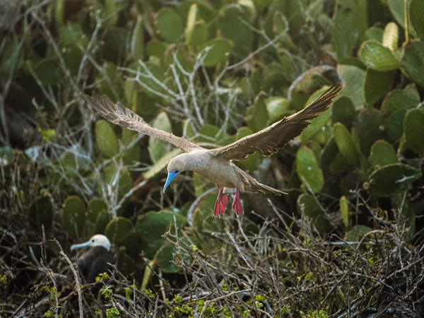 Red-footed-Booby-Galapagos-Islands